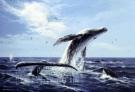 Ancient mystics believe the sound of the whale